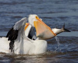 white-pelican-with-asian-carp-2-by Danny Brown