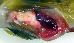 Fish infected with VHS. Photo courtesy of WI DNR.