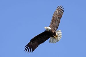 Middle Fork Eagle