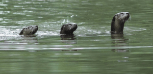 River otters swimming in the Middle Fork