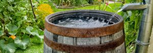 Rain Barrel