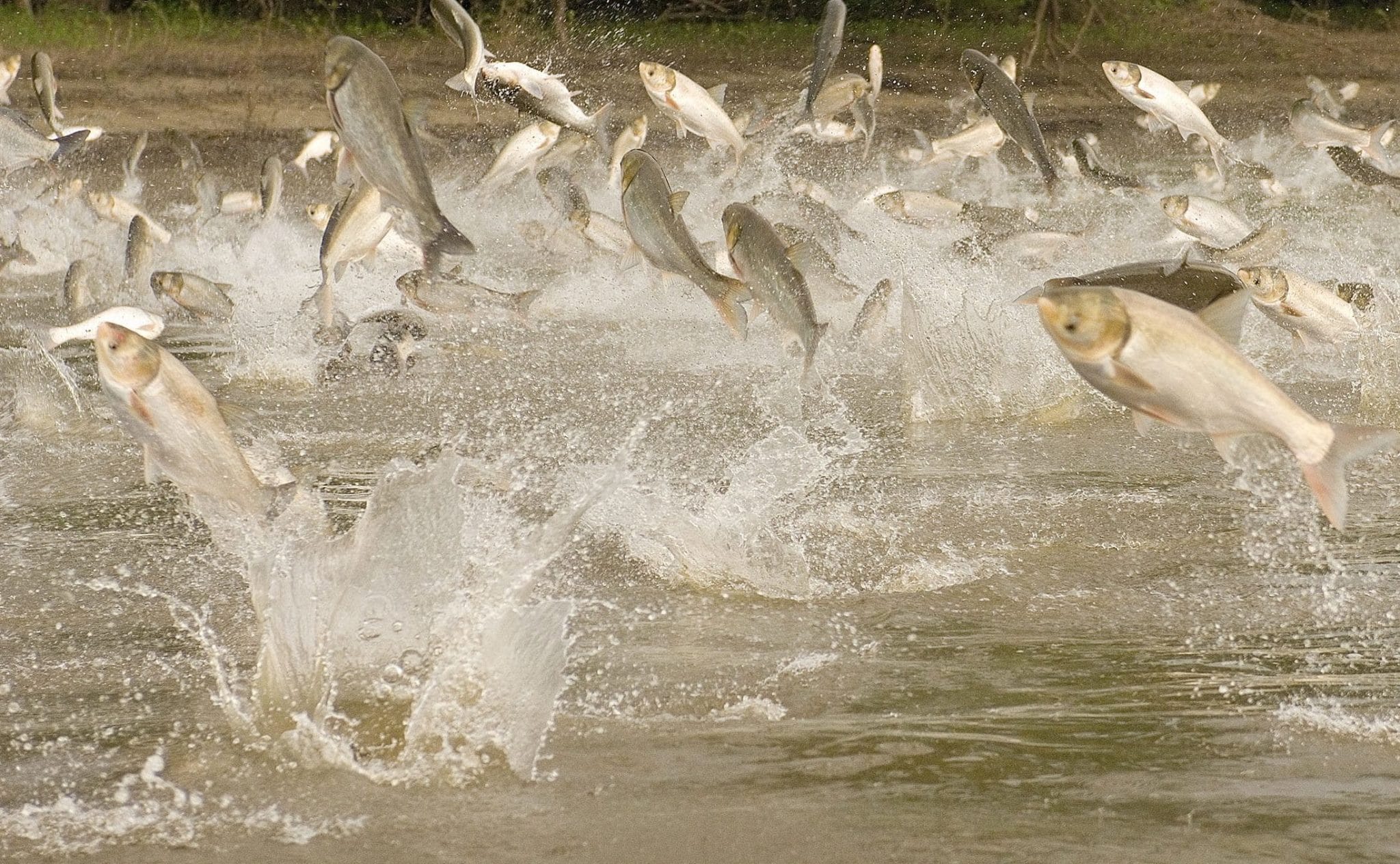 asian carp in chicago river