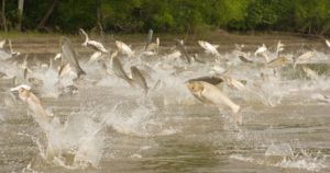 Invasive Carp