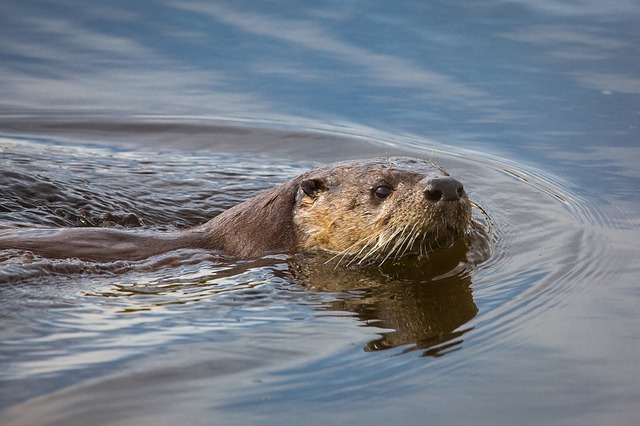 river-otter-1062574_640