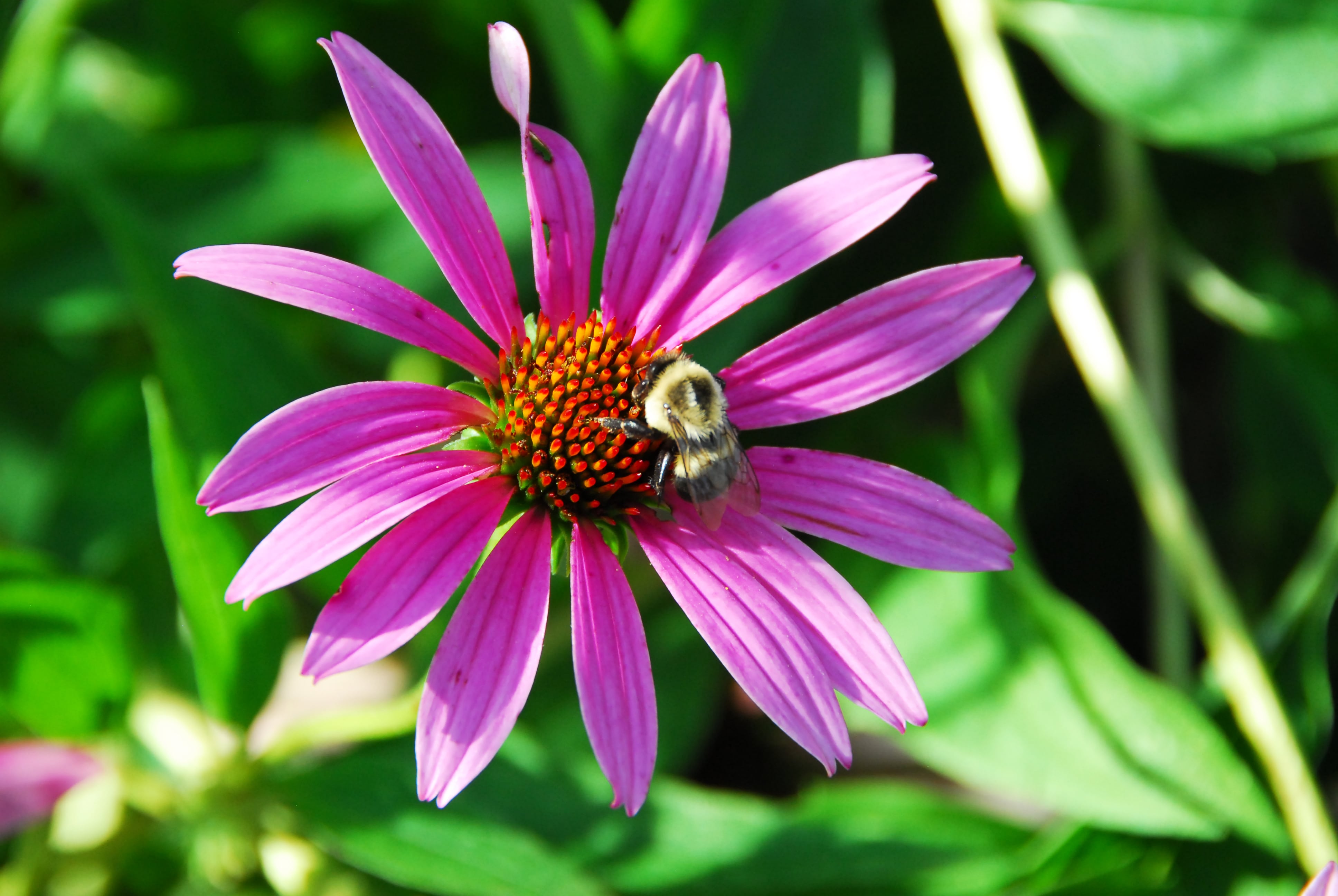 Flower and bee