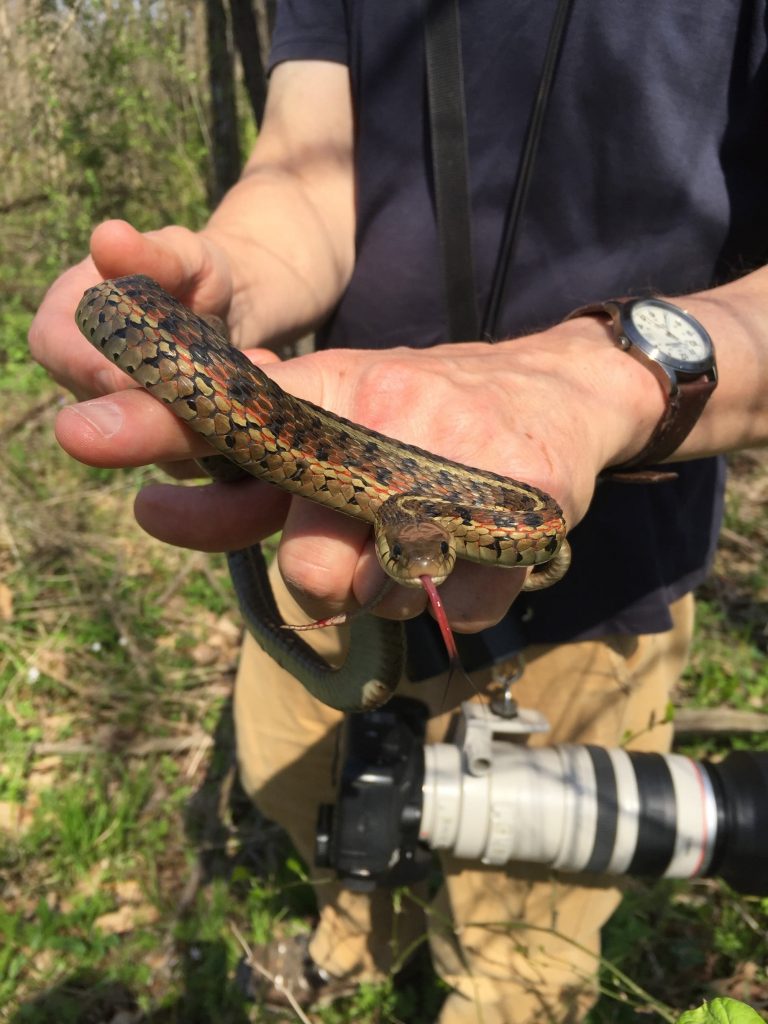 Common garter snake