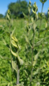 Damaged prairie plant