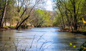 The Sangamon River at Allerton Park
