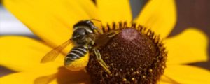 bee and flower