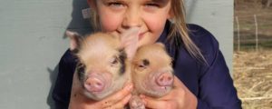 Piggies!