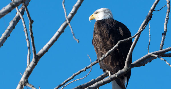 Photo of a bald eagle in a tree by Rob Kanter.