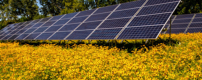 Solar panels in a field of flowers on a sunny day.