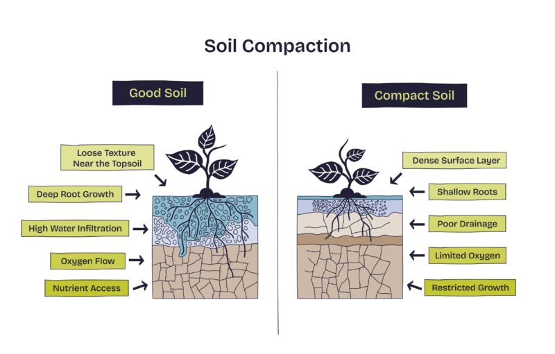 In descending order on a graphic of a plant above and below ground: Good soil: Loose texture near the topsoil; deep root growth, high water infiltration, oxygen flow, nutrient access. 
In descending order on a graphic of a plant above and below ground: 
Compact soil: Dense surface layer, shallow roots, poor drainage, limited oxygen, restricted growth. 